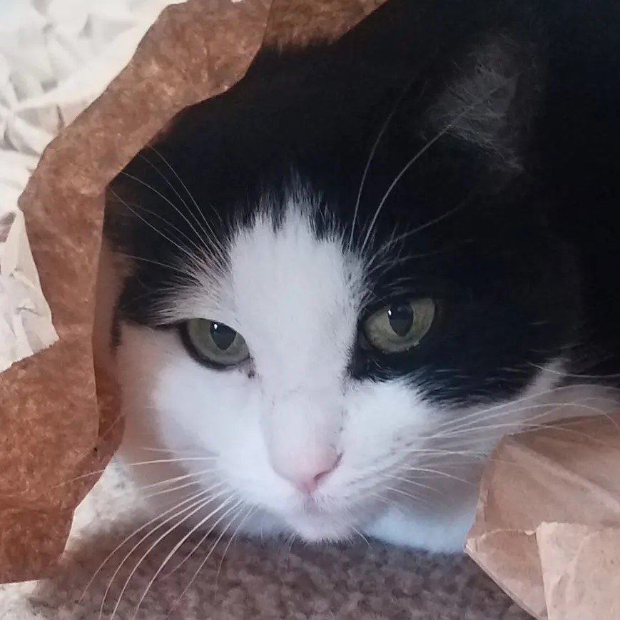 A black and white cat is trying to hide under some packing paper